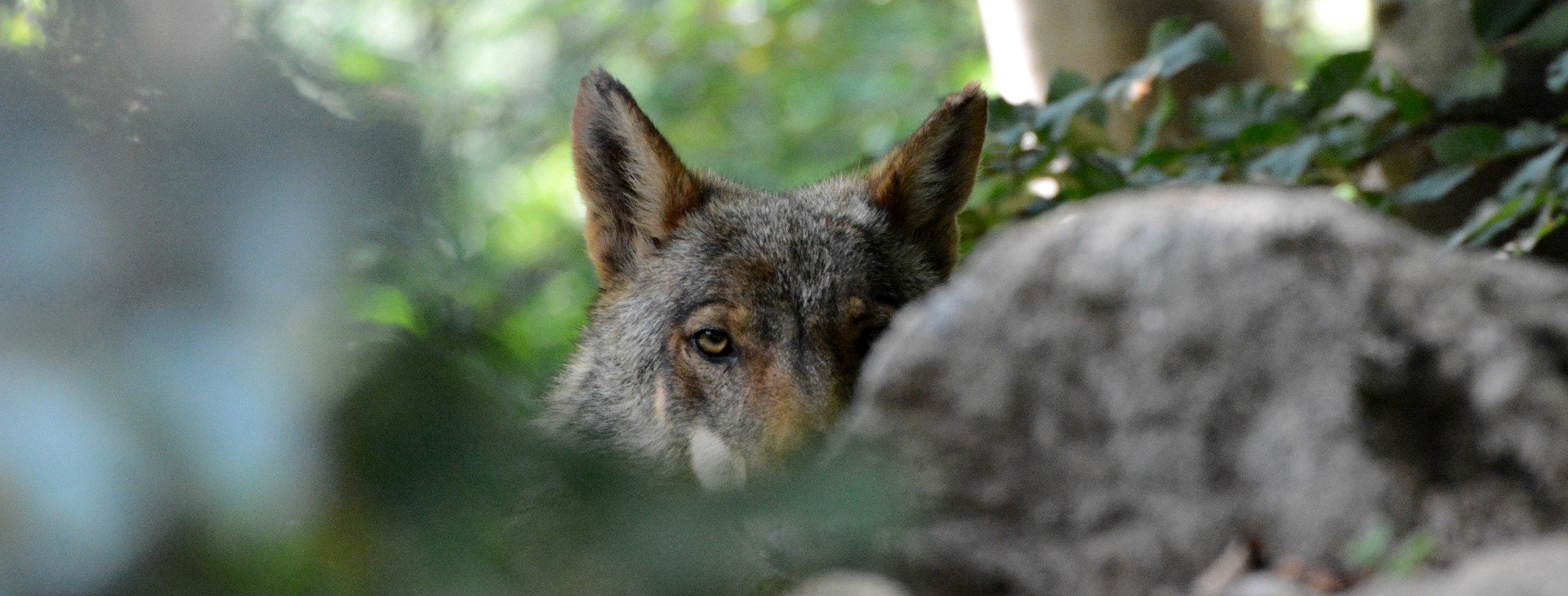 Does Slovenia have wolves?