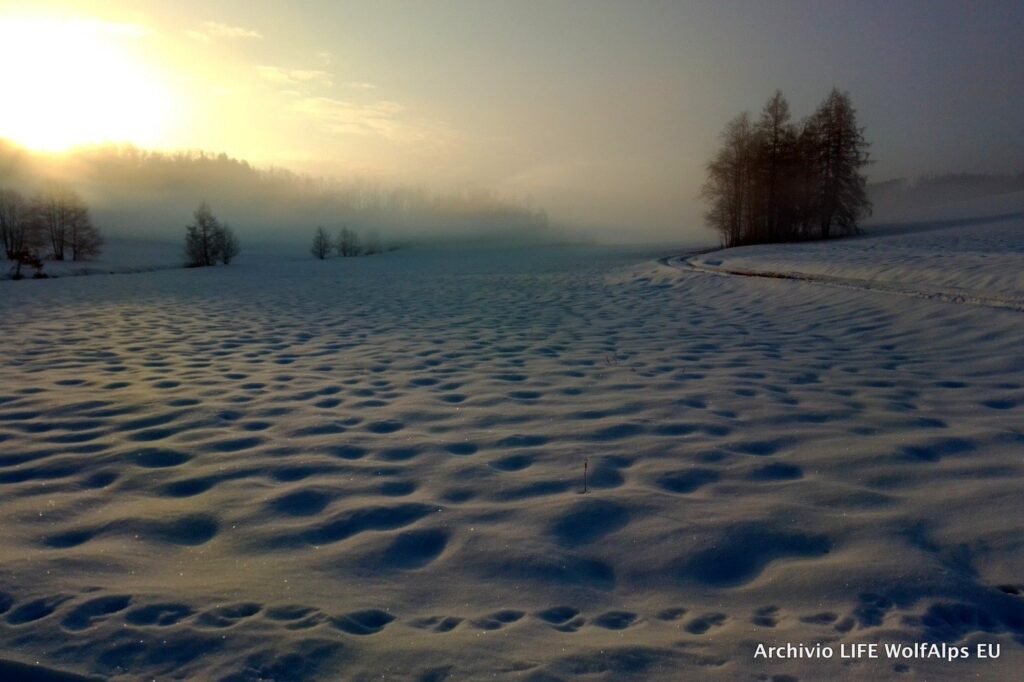 "Phase 1" of the Italian Wolf Monitoring has been concluded - Life Wolfalps EU