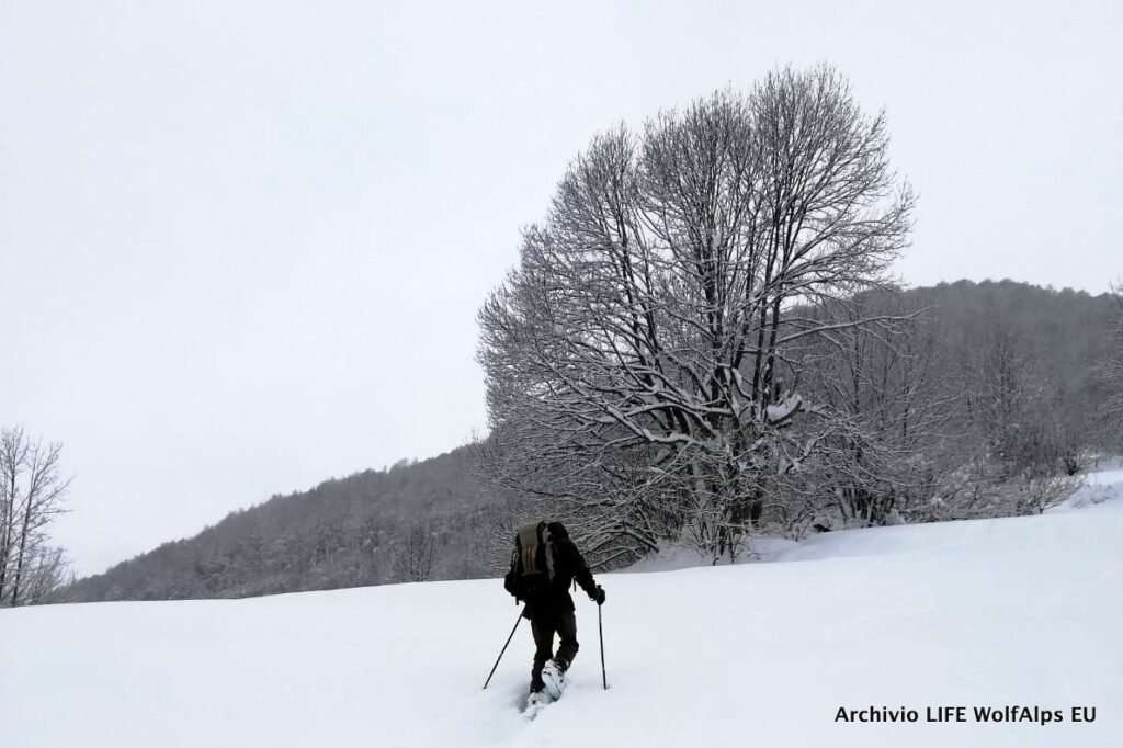 "Phase 1" des italienischen Wolfsmonitoring ist abgeschlossen - Life Wolfalps EU