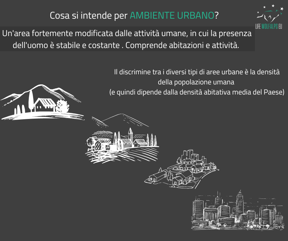 Spende 21mila euro per diventare un lupo iperrealistico: Volevo solo  essere libero dai rapporti umani - greenMe