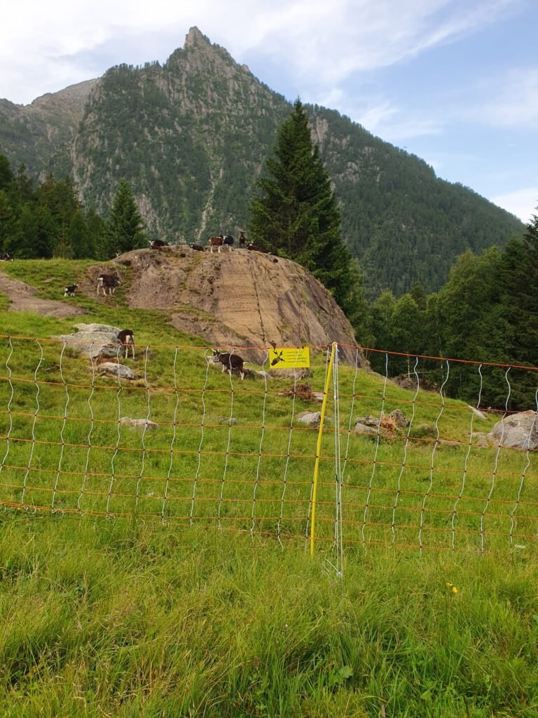 Activité de prévention de l'unité WPIU et soutien aux agriculteurs en Lombardie et dans le parc national des Dolomiti Bellunesi - Life Wolfalps EU