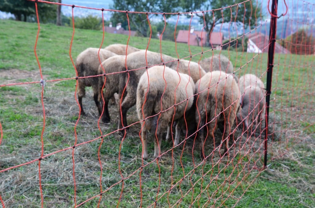 Activité de prévention de l'unité WPIU et soutien aux agriculteurs en Lombardie et dans le parc national des Dolomiti Bellunesi - Life Wolfalps EU