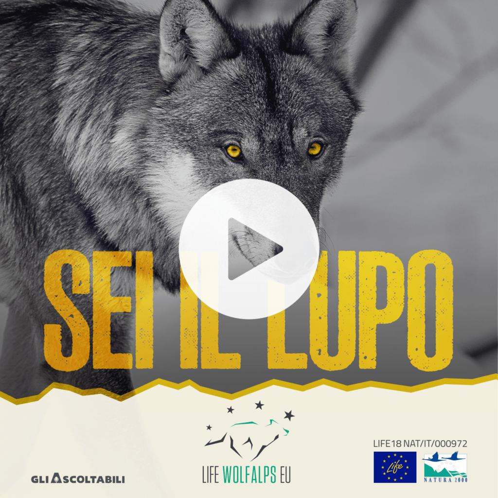 "Sei il lupo" un podcast - fiction per raccontare la biologia del lupo - Life Wolfalps EU